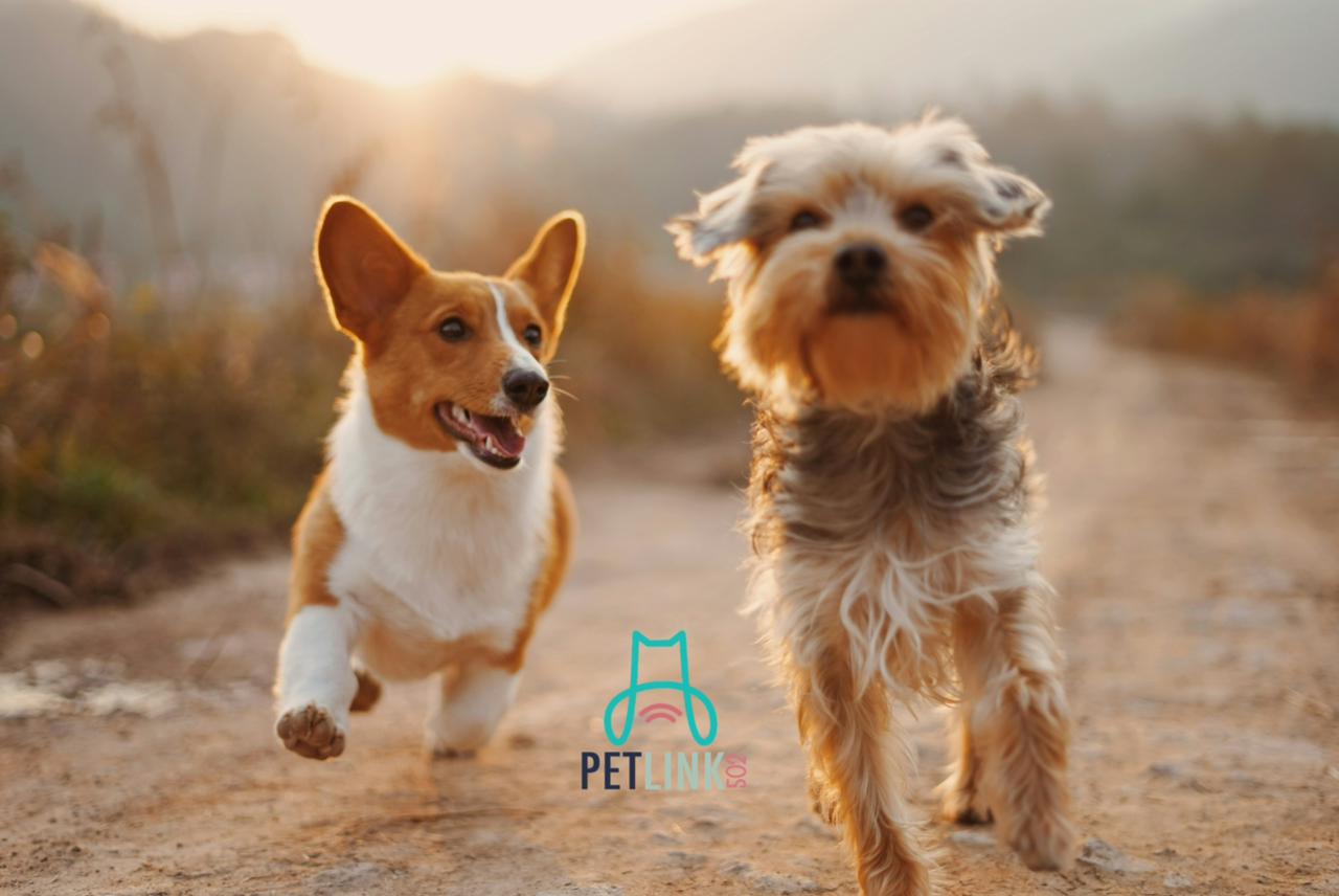 PetLink GT